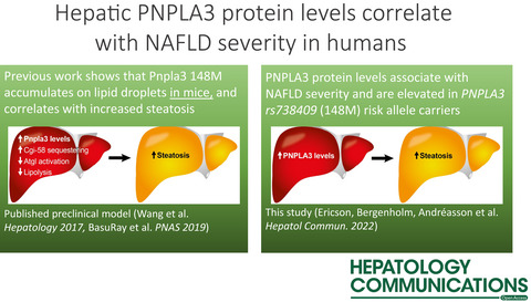 Hepatic patatin-like phospholipase domain-containing 3 levels are increased in I148M risk allele carriers and correlate with NAFLD in humans