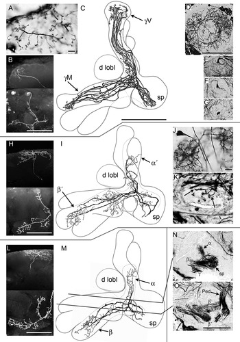 Details are in the caption following the image Details are in the caption following the image