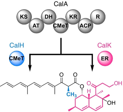 One Polyketide Synthase, Two Distinct Products: Trans-Acting Enzyme-Controlled Product Divergence in Calbistrin Biosynthesis