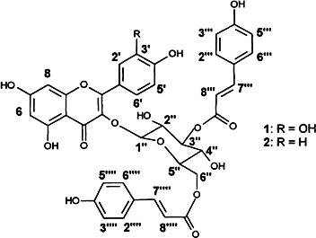 Structures of UV-B Induced Sunscreen Pigments of the Scots Pine (Pinus sylvestris L.)