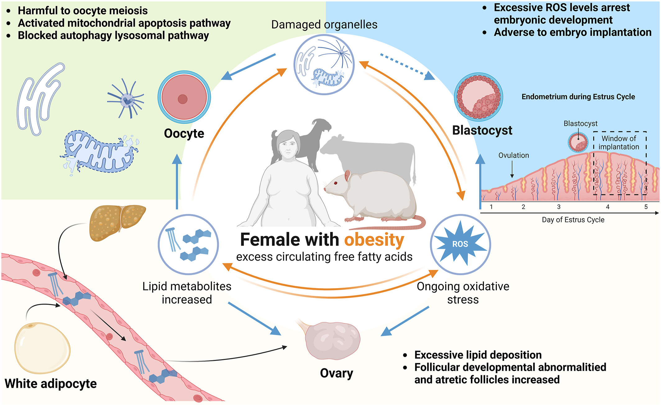Obesity and oxidative stress: Implications for female fertility