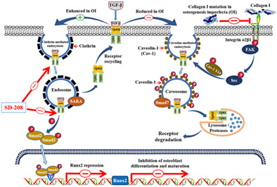 Dysfunction of Caveolae-Mediated Endocytic TβRI Degradation Results in Hypersensitivity of TGF-β/Smad Signaling in Osteogenesis Imperfecta
