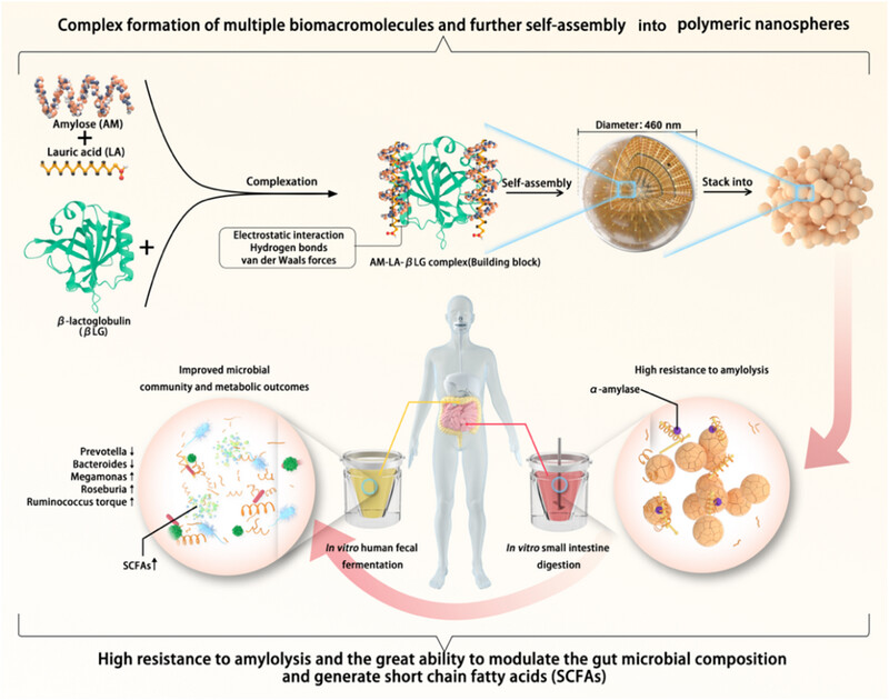 Interaction between amylose, fatty acid, and β-lactoglobulin to study multiple biomacromolecules self-assembly and application Issue 4, 2024