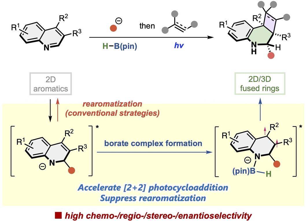Dearomative Construction of 2D/3D Frameworks from Quinolines via Nucleophilic Addition/Borate-Mediated Photocycloaddition