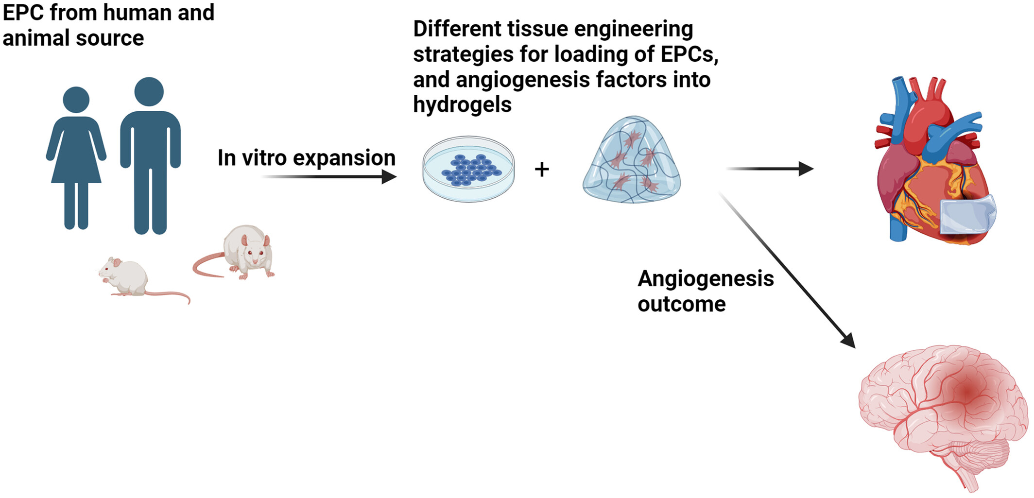 Endothelial progenitor cells for fabrication of engineered vascular units and angiogenesis induction