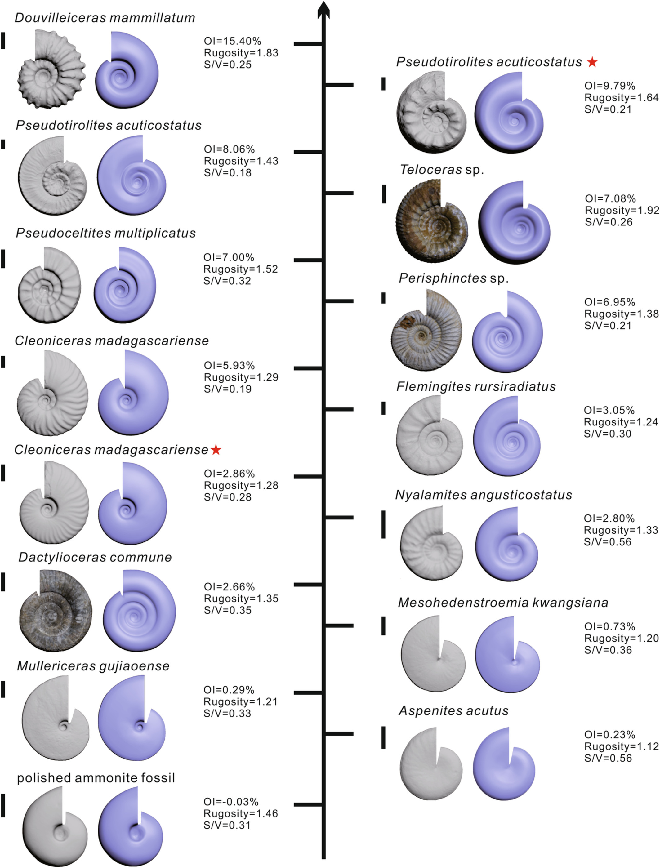 A new index for quantifying the ornamentational complexity of animals with shells