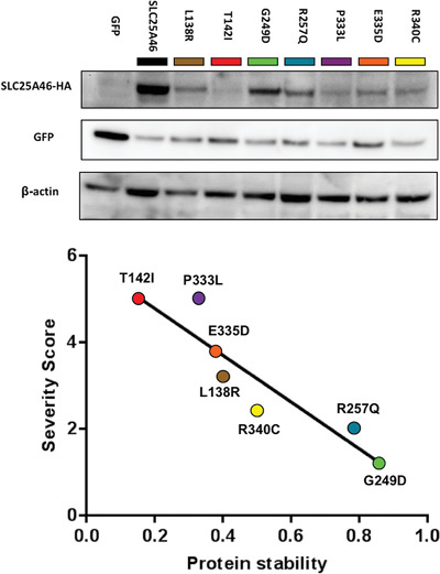 Insights into the genotype-phenotype correlation and molecular function of SLC25A46