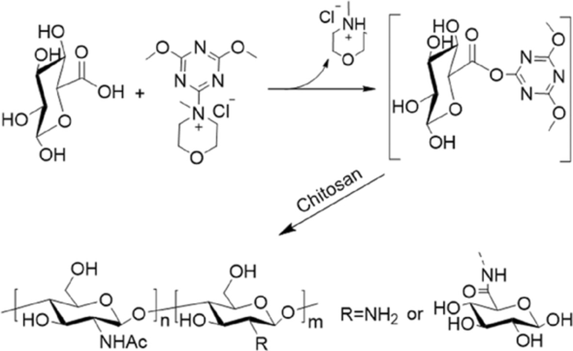 DMTMM-mediated grafting reaction of glucuronic acid on chitosan
