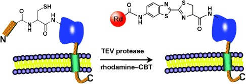 A Biocompatible Condensation Reaction for the Labeling of Terminal Cysteine Residues on Proteins