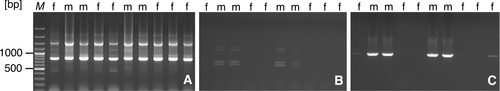 Details are in the caption following the image Details are in the caption following the image