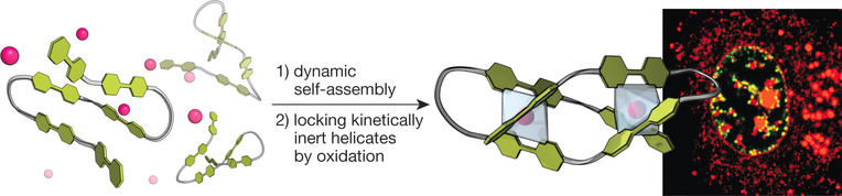 Dynamic Stereoselection of Peptide Helicates and Their Selective Labeling of DNA Replication Foci in Cells**