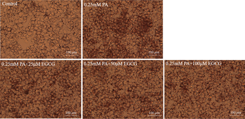 Details are in the caption following the image Details are in the caption following the image