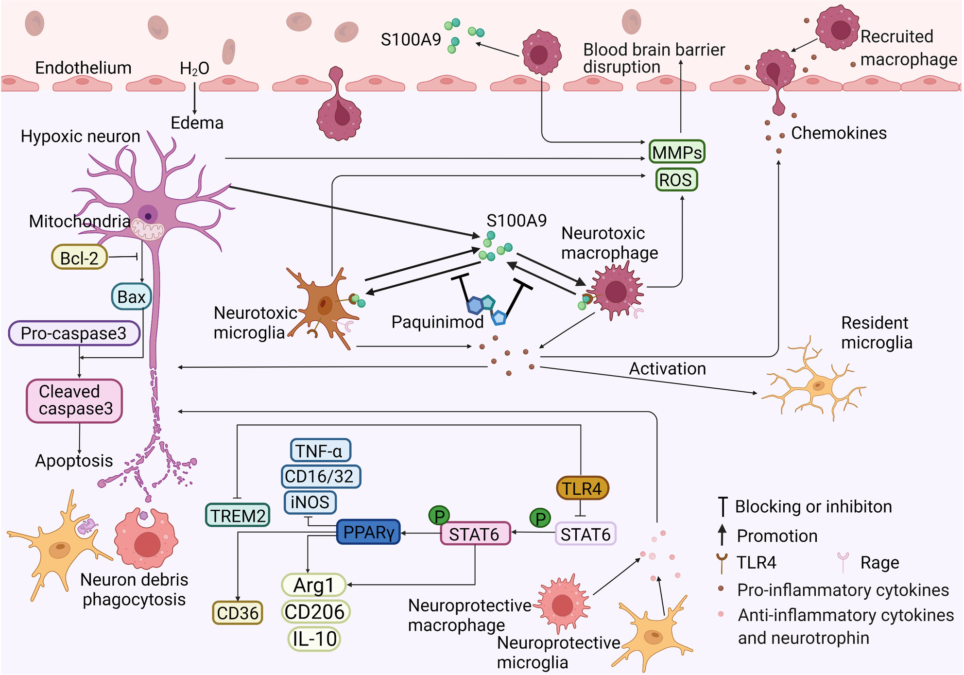 S100A9 deletion in microglia/macrophages ameliorates brain injury through the STAT6/PPARγ pathway in ischemic stroke