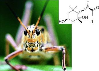 Synthesis and Properties of Allenic Natural Products and Pharmaceuticals