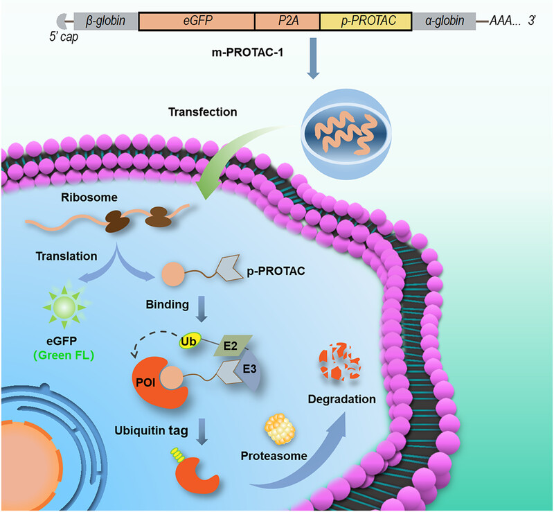 mRNA PROTACs: engineering PROTACs for high-efficiency targeted protein degradation
