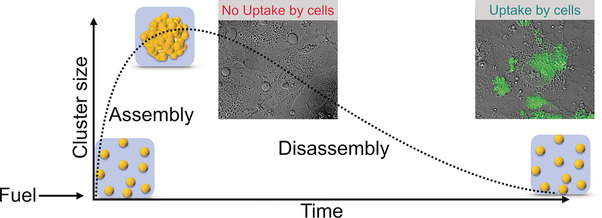 Dissipative Self-Assembly of Photoluminescent Silicon Nanocrystals