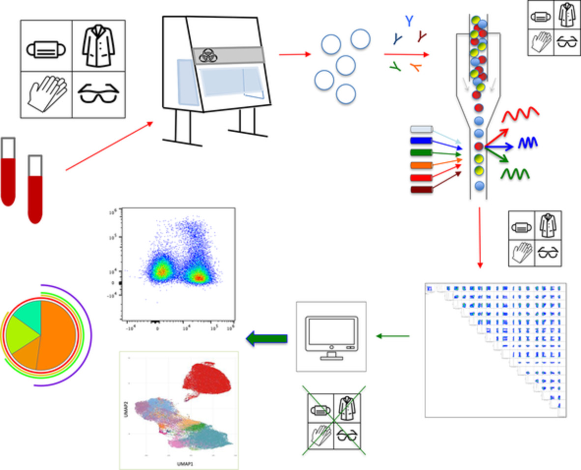 Handling and Processing of Blood Specimens from Patients with COVID-19 for Safe Studies on Cell Phenotype and Cytokine Storm