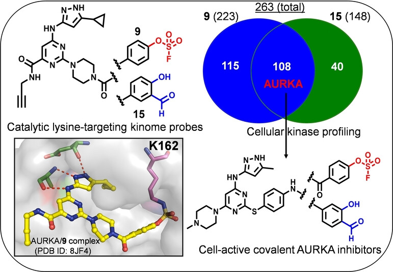 Global Reactivity Profiling of the Catalytic Lysine in Human Kinome for Covalent Inhibitor Development