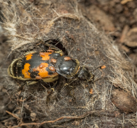 Delaying insect access alters community composition on small carrion: a quantitative approach