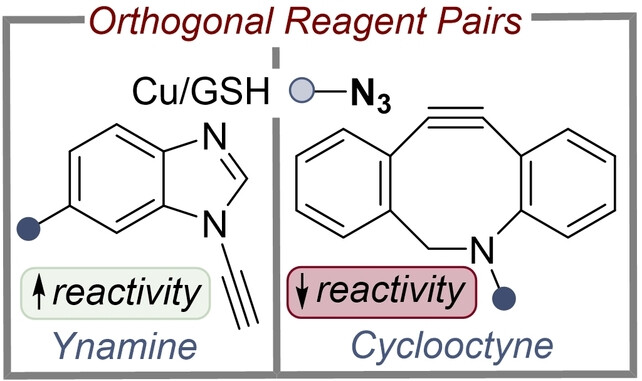 Glutathione Mediates Control of Dual Differential Bio-orthogonal Labelling of Biomolecules