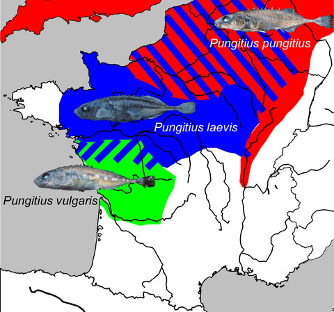 Genetic and morphological discrimination of three species of ninespined stickleback Pungitius spp. (Teleostei, Gasterosteidae) in France with the revalidation of Pungitius vulgaris (Mauduyt, 1848)