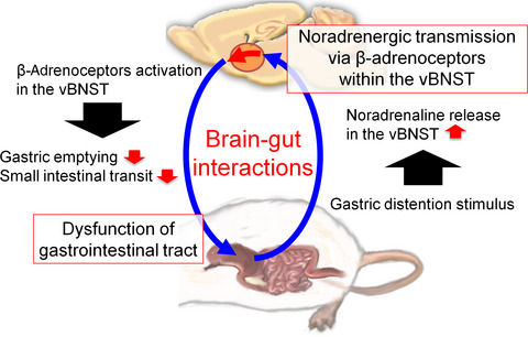 Bidirectional brain-gut interactions: Involvement of noradrenergic transmission within the ventral part of the bed nucleus of the stria terminalis