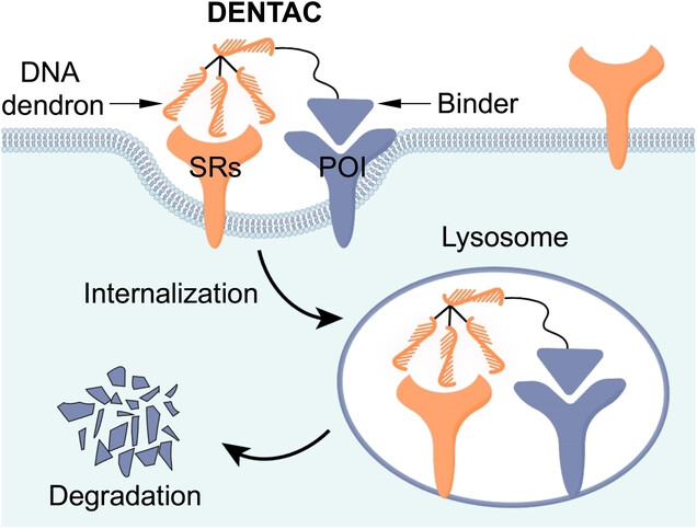 Dendronized DNA Chimeras Harness Scavenger Receptors To Degrade Cell Membrane Proteins