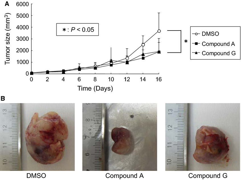 Identification of novel candidate compounds targeting TrkB to induce apoptosis in neuroblastoma