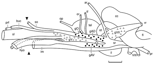 Details are in the caption following the image