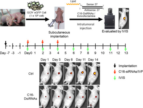 In Vivo RNAi Efficacy of Palmitic Acid-Conjugated Dicer-Substrate siRNA in a Subcutaneous Tumor Mouse Model