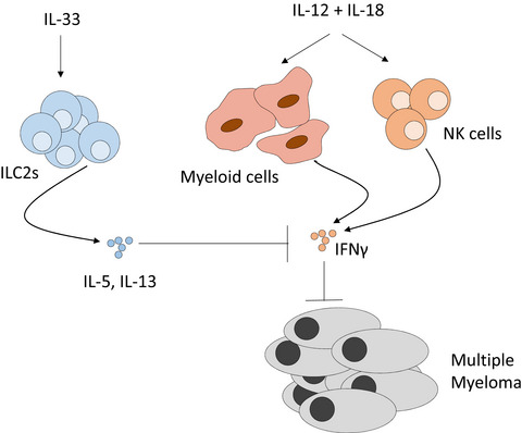 Systemic administration of IL-33 induces a population of circulating KLRG1hi type 2 innate lymphoid cells and inhibits type 1 innate immunity against multiple myeloma