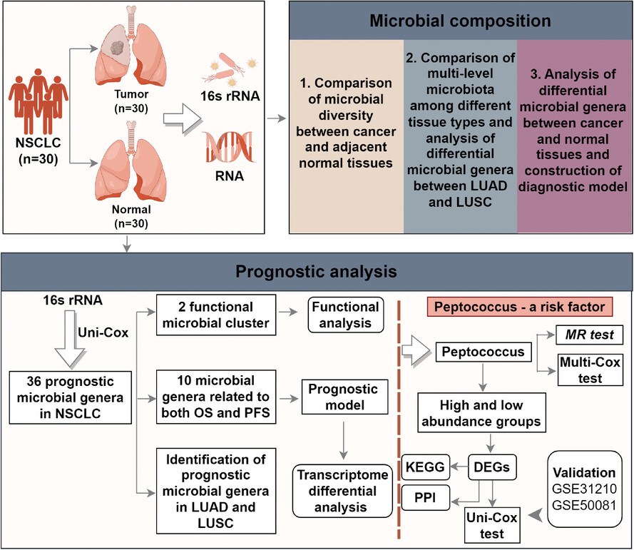 Unravelling the prognostic and operative role of intratumoural microbiota in non-small cell lung cancer: Insights from 16S rRNA and RNA sequencing
