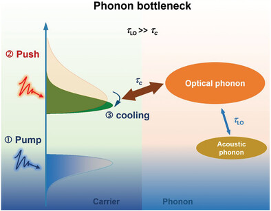 Insights to Carrier-Phonon Interactions in Lead Halide Perovskites via Multi-Pulse Manipulation