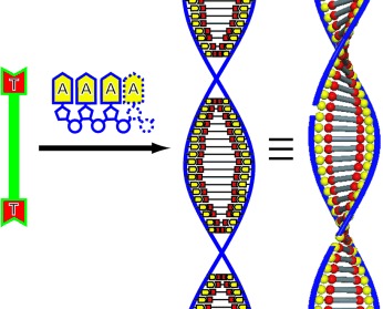 Oligonucleotide-Templated Self-Assembly of Nucleotide Bolaamphiphiles: DNA-Like Nanofibers Edged by a Double-Helical Arrangement of A–T Base Pairs