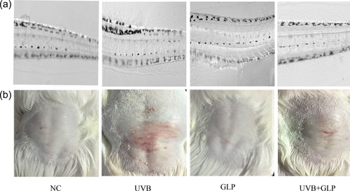 Details are in the caption following the image Details are in the caption following the image