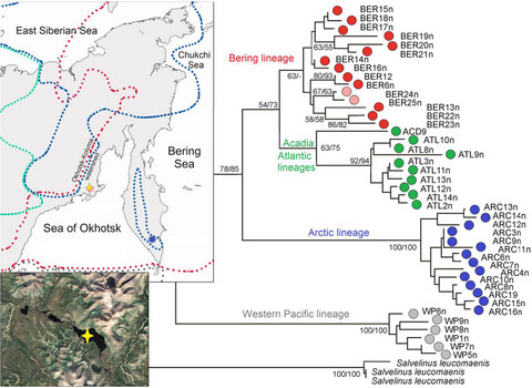 Introgressive hybridization between two phylogenetic lineages of charrs (Salvelinus: Salmonidae) in northeastern Asia