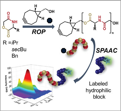 Cyclooctyne End-Functionalized Poly(morpholine-2,5-dione)s