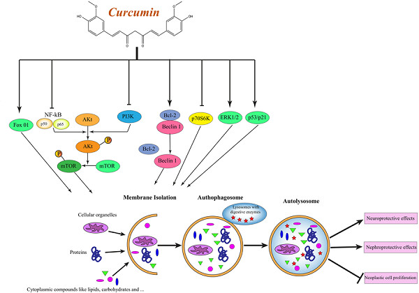Curcumin: A naturally occurring autophagy modulator