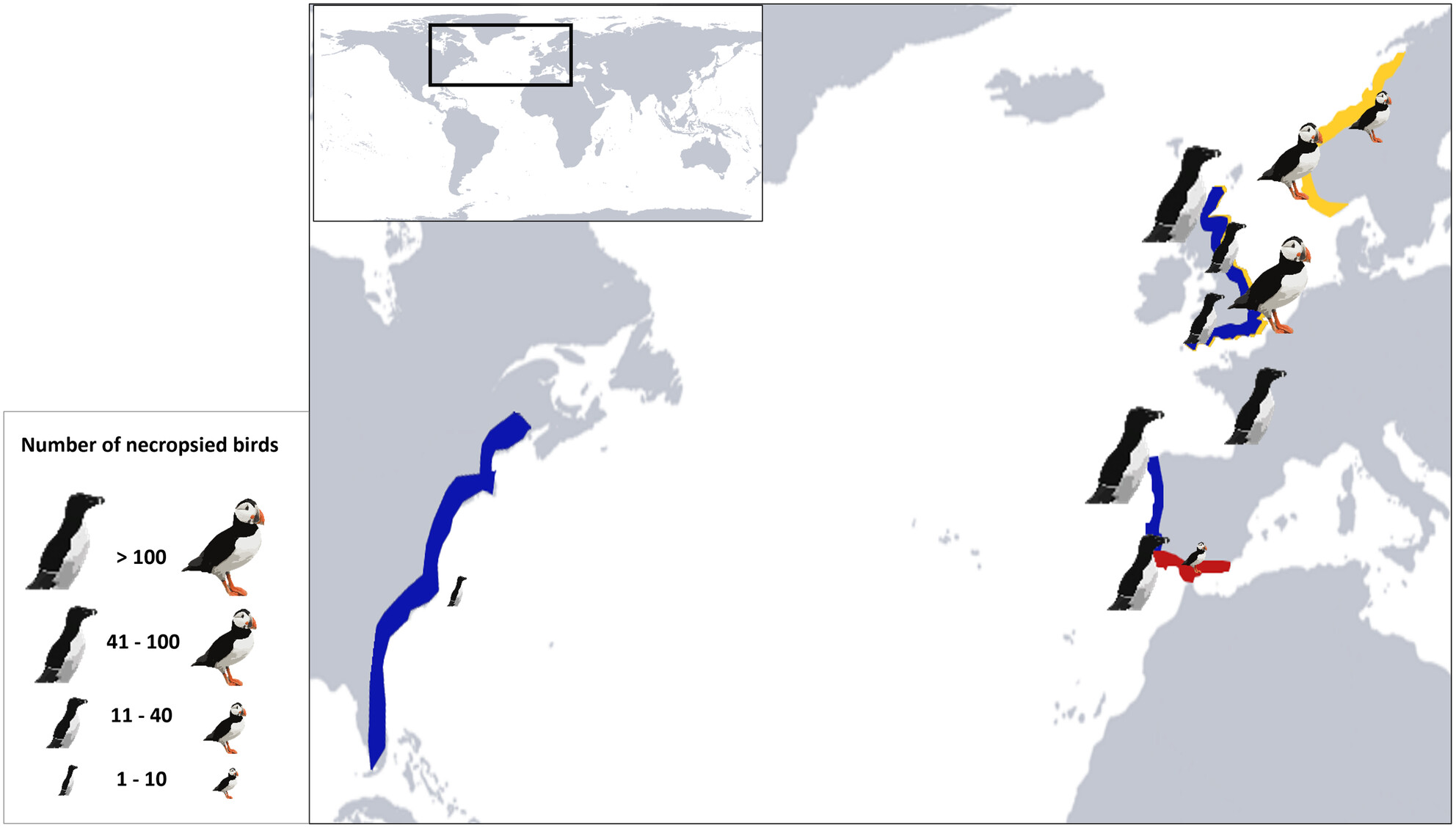 Body condition of stranded Razorbills and Atlantic Puffins in the Western Mediterranean