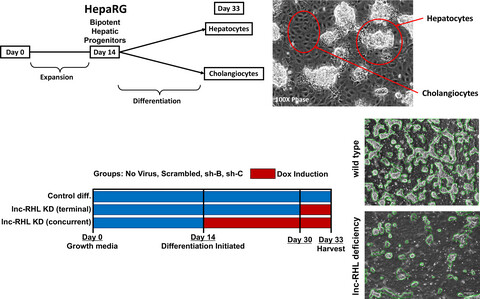 lnc-RHL, a novel long non-coding RNA required for the differentiation of hepatocytes from human bipotent progenitor cells