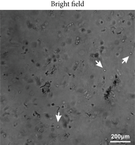 Details are in the caption following the image