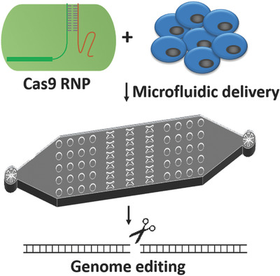 Cas9 Ribonucleoprotein Delivery via Microfluidic Cell-Deformation Chip for Human T-Cell Genome Editing and Immunotherapy Issue 1-2, 2017