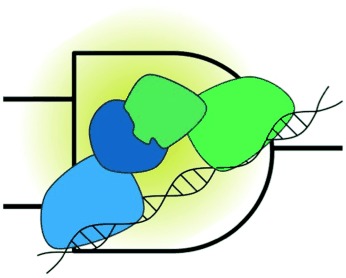 Interfacing Synthetic DNA Logic Operations with Protein Outputs
