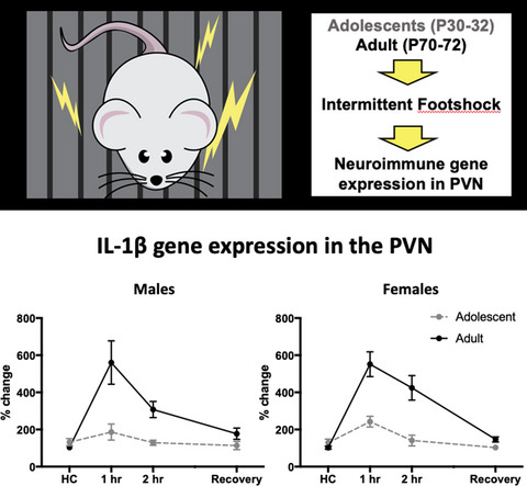 Neuroendocrine and neuroimmune responses in male and female rats: evidence for functional immaturity of the neuroimmune system during early adolescence