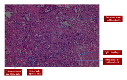 Details are in the caption following the image Details are in the caption following the image