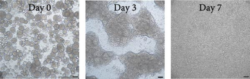 Details are in the caption following the image