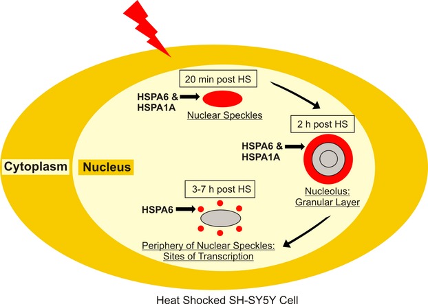 Localization of heat shock protein HSPA6 (HSP70B') to sites of transcription in cultured differentiated human neuronal cells following thermal stress