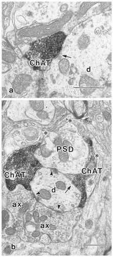 Details are in the caption following the image
