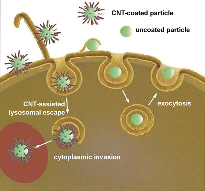 A Biomimetic Escape Strategy for Cytoplasm Invasion by Synthetic Particles