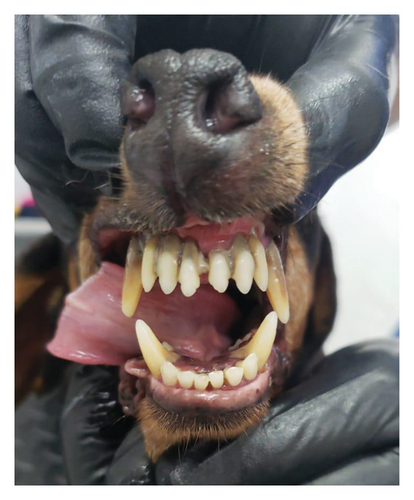 Details are in the caption following the image Details are in the caption following the image